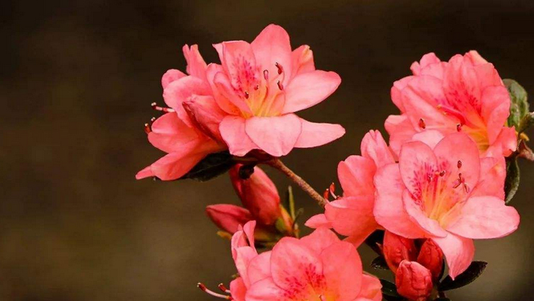 杜鹃花