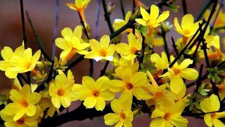 迎春花