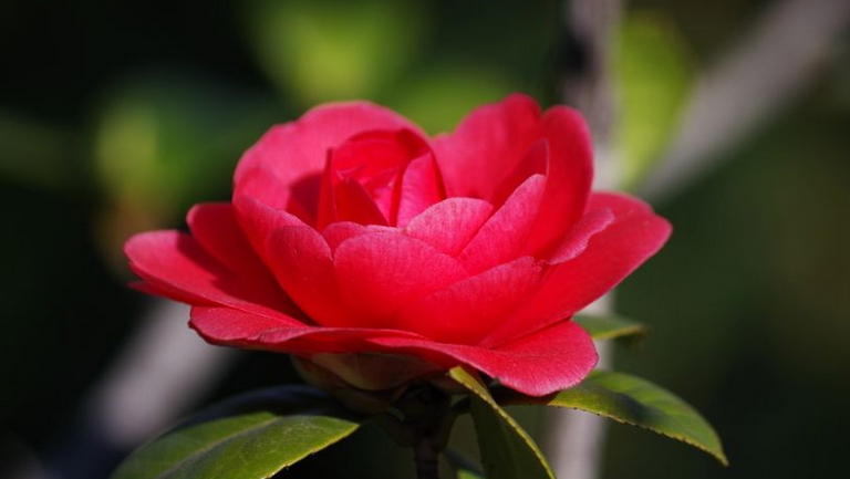 山茶花