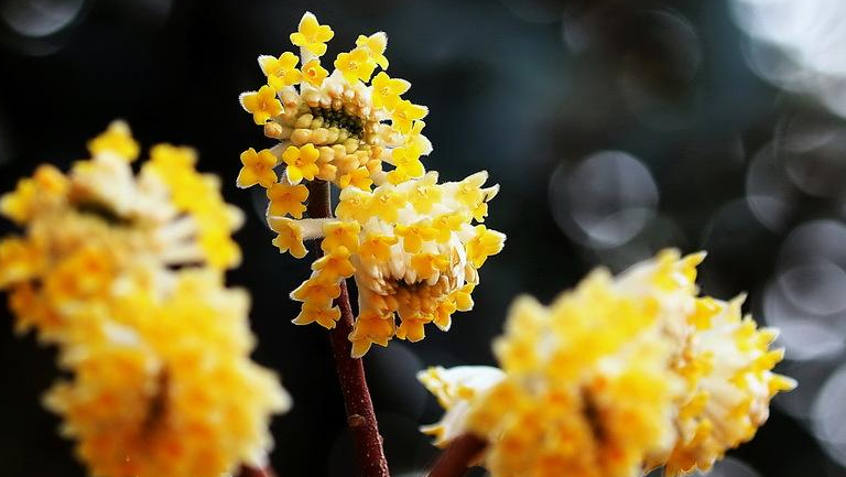 结香花
