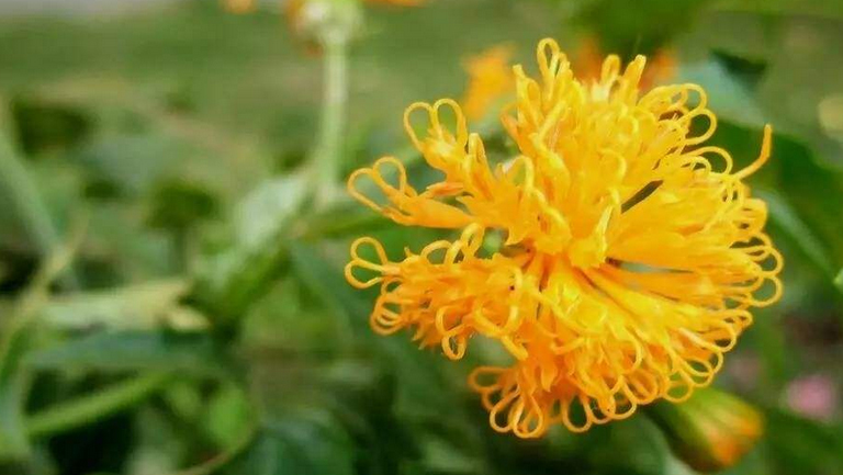 菊三七