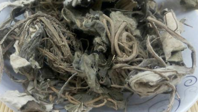 毛大丁草