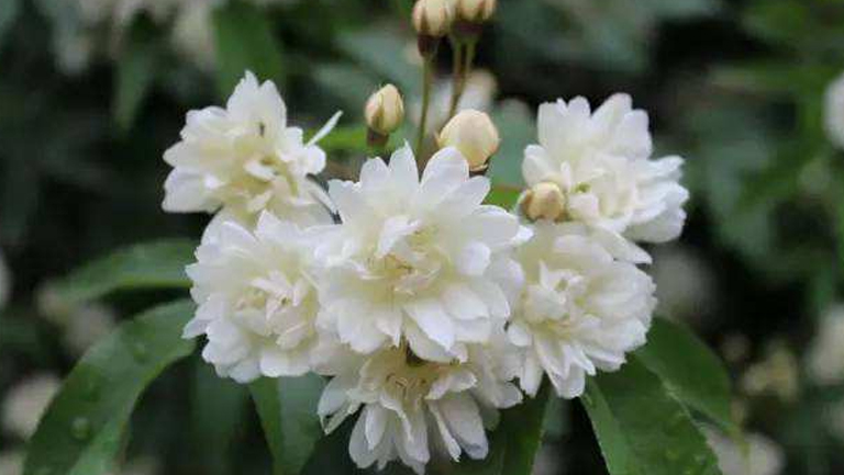 木香花