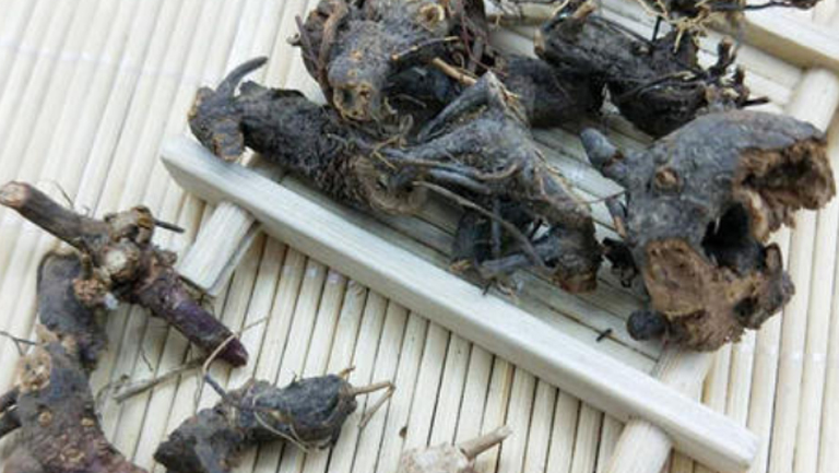 含羞草根
