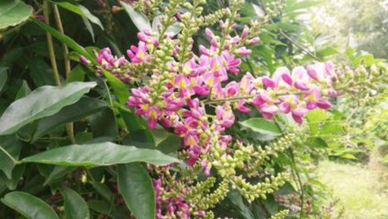 香花鸡血藤