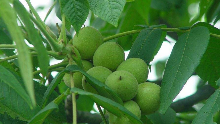 核桃树叶子