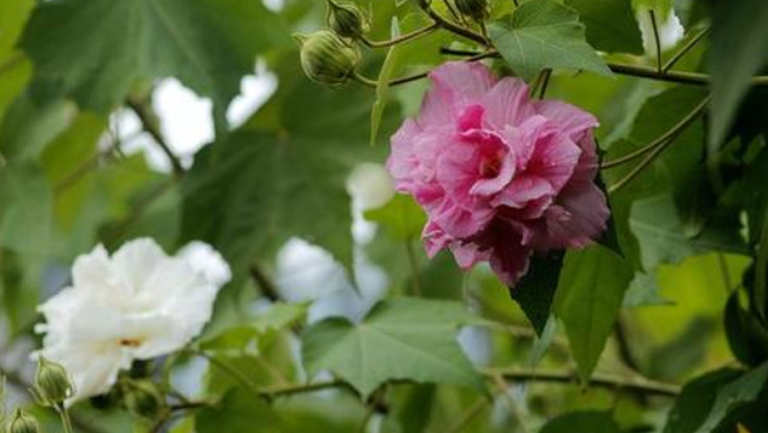 芙蓉花叶