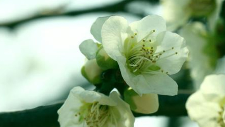 绿梅花