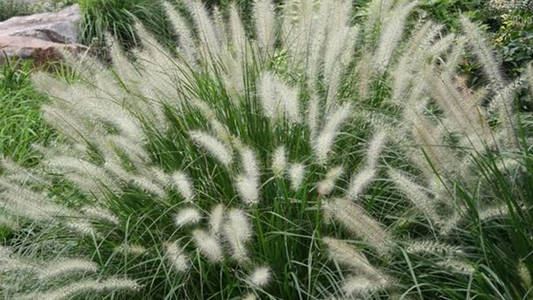 白草