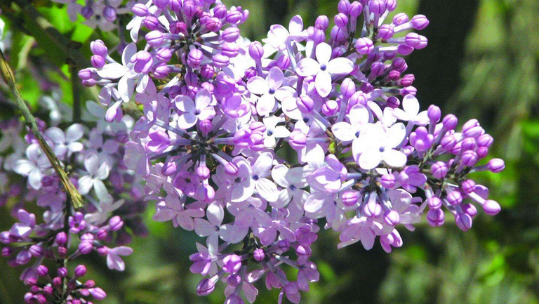 丁香花
