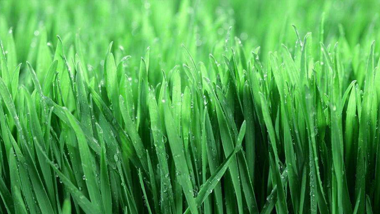 小麦草