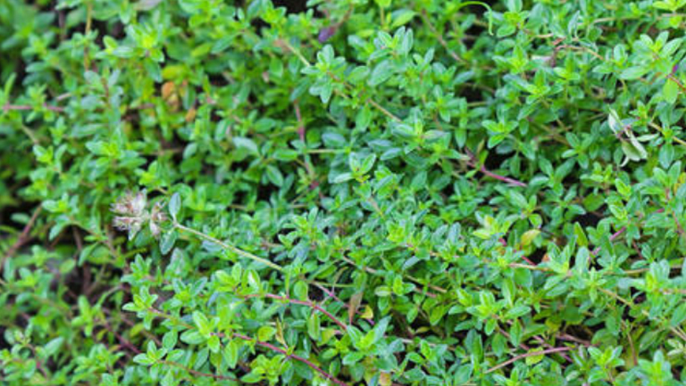 麝香草