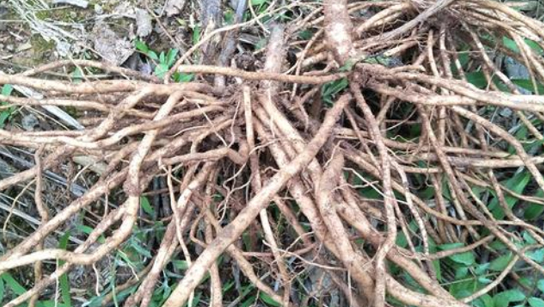 野牛膝根