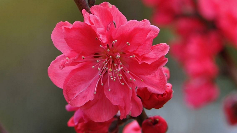 红梅花