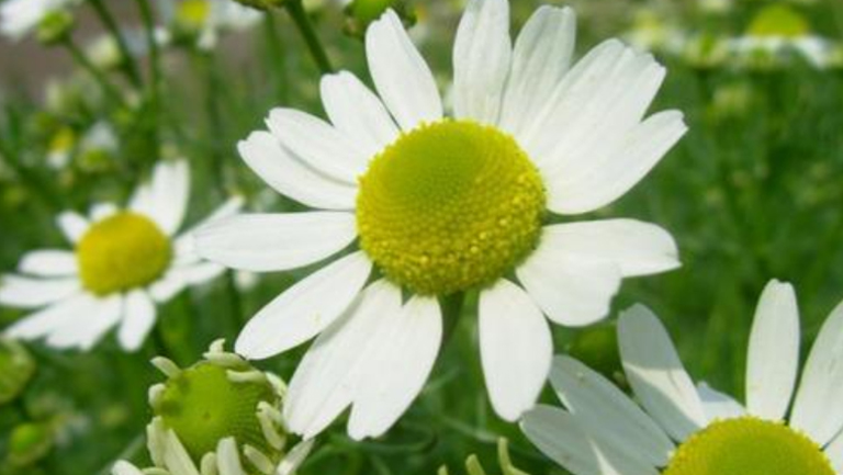 母菊花