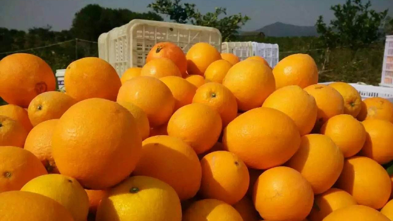 脐橙