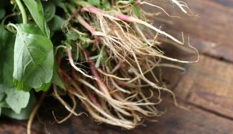 野苋菜根