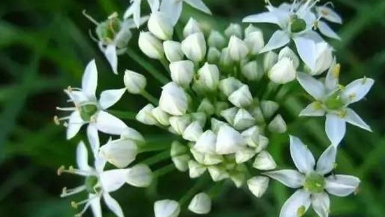 野韭菜花