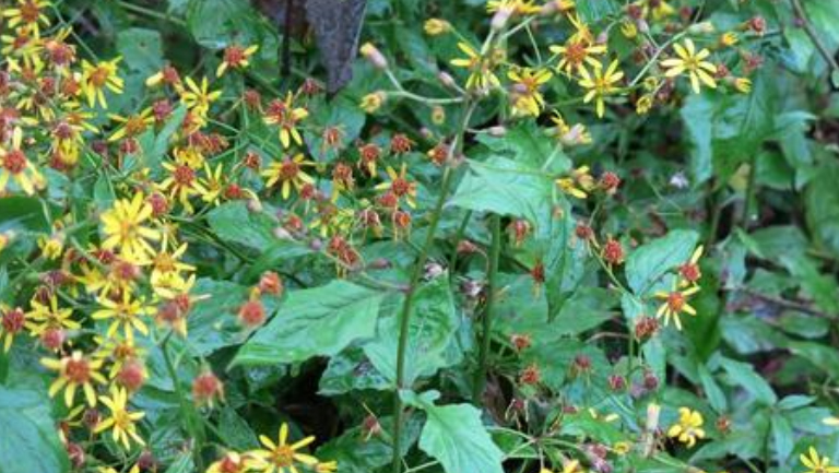 黄花母