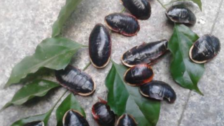 金边土鳖虫