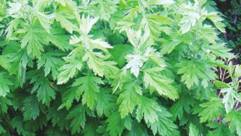 香艾草
