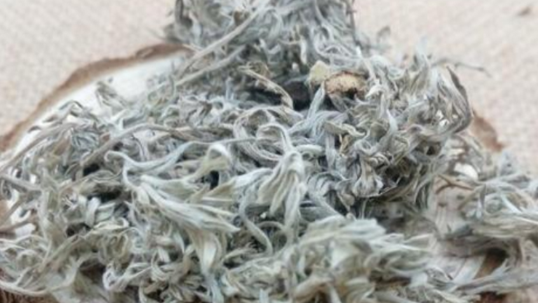 铃茵陈