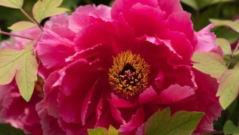 牡丹花蕊