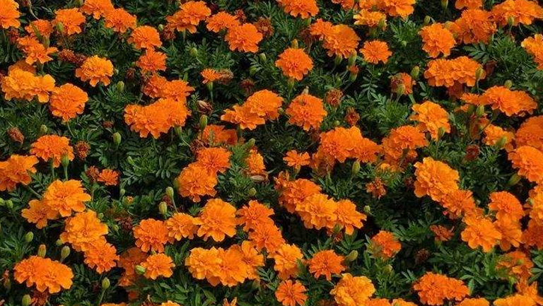 金菊花
