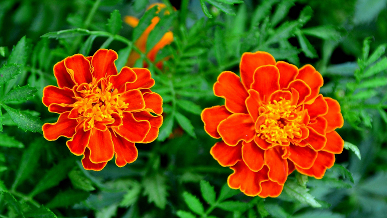 臭菊花