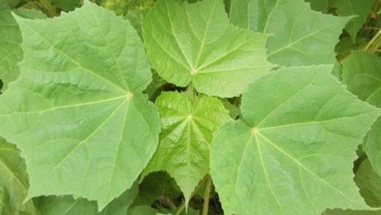芙蓉叶子
