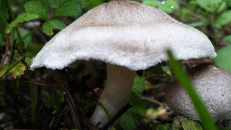 草蘑菇