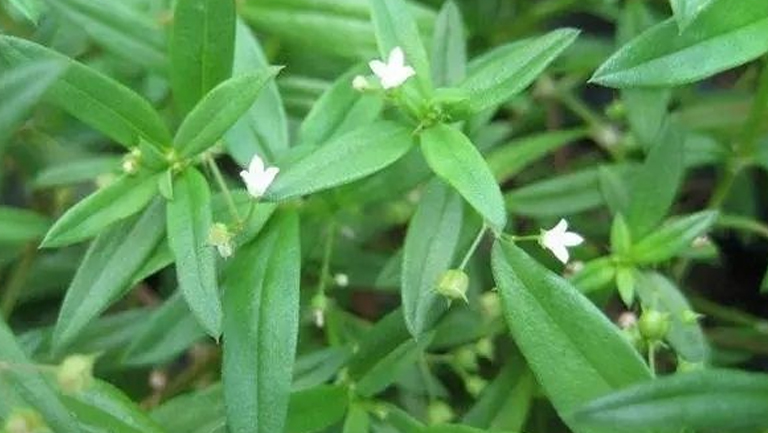 蛇草