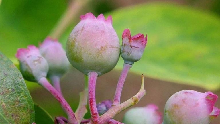 无花果花