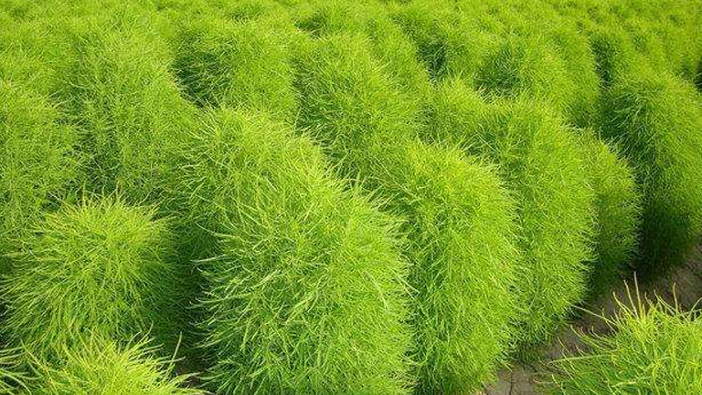 铁扫帚草