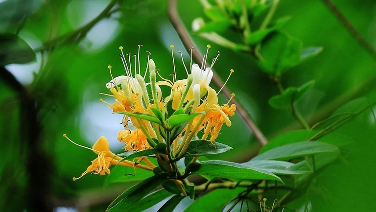 野生金银花