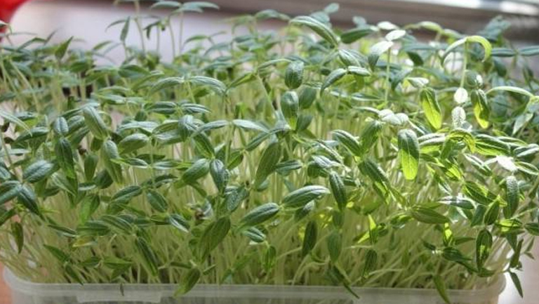 绿豆芽菜