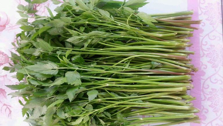 野芹菜