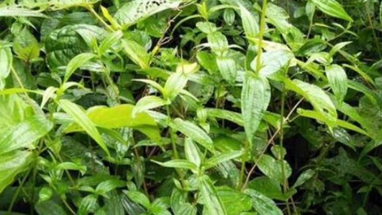 糯米草