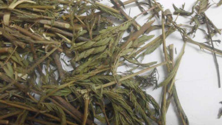 铁甲草