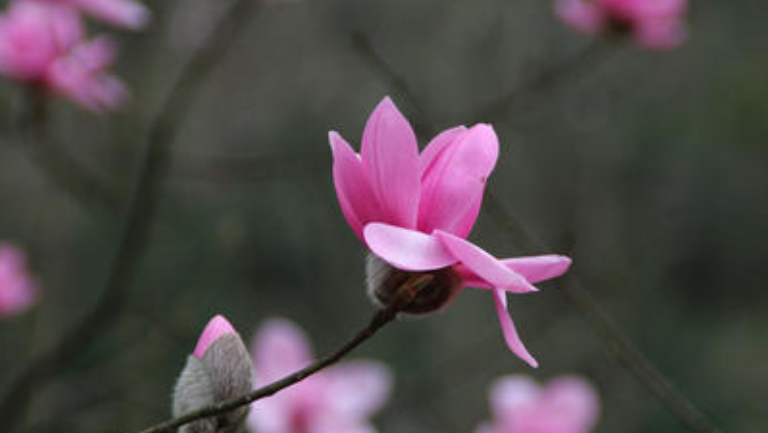 辛夷花
