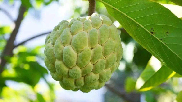 番荔枝
