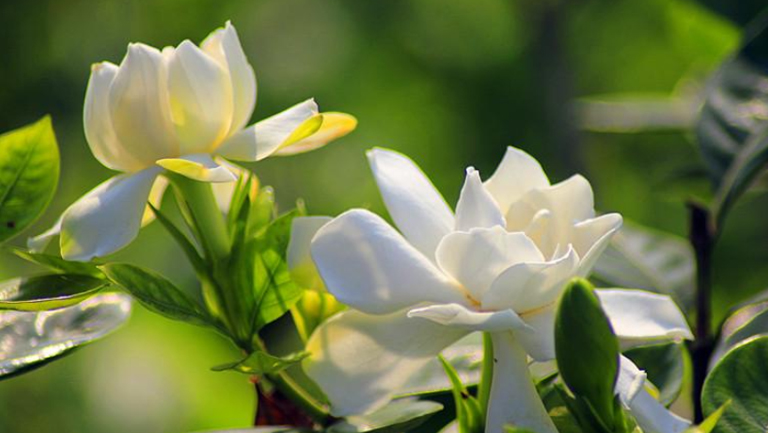 栀子花
