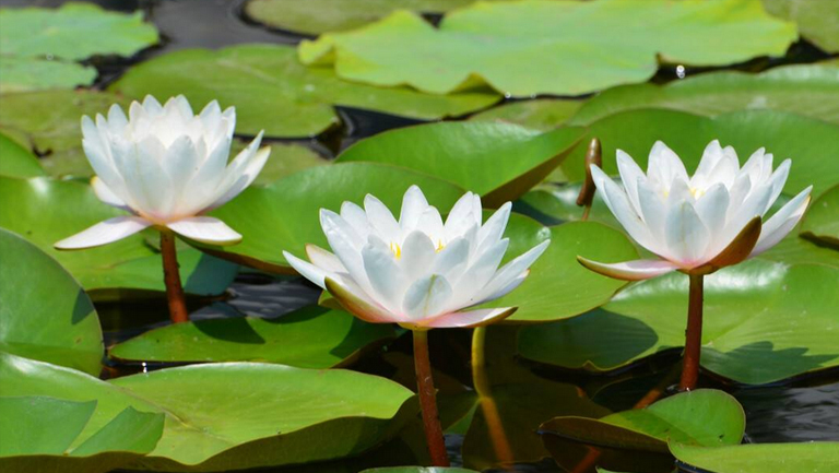 睡莲花