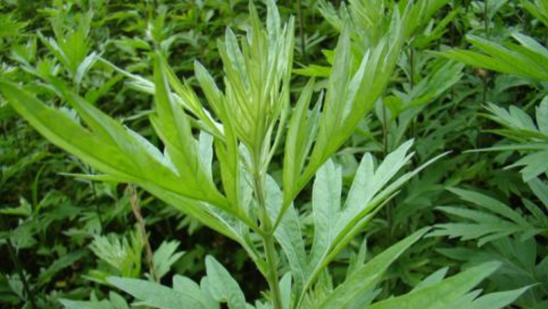 苦艾草