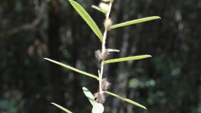 鸡头薯