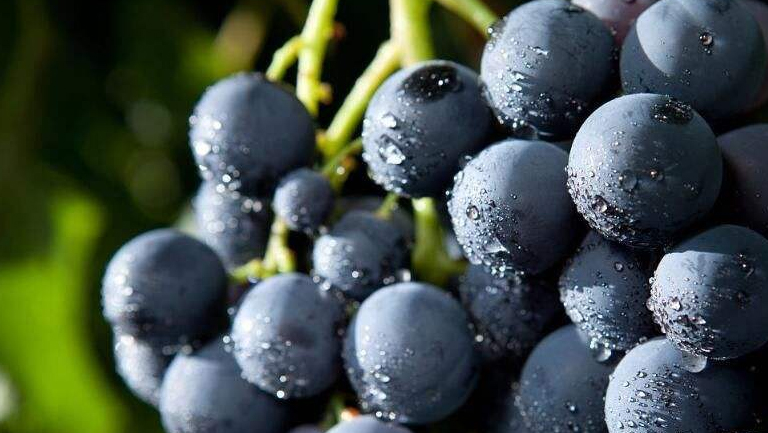 黑葡萄