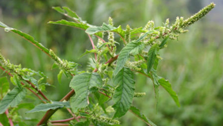 刺苋菜