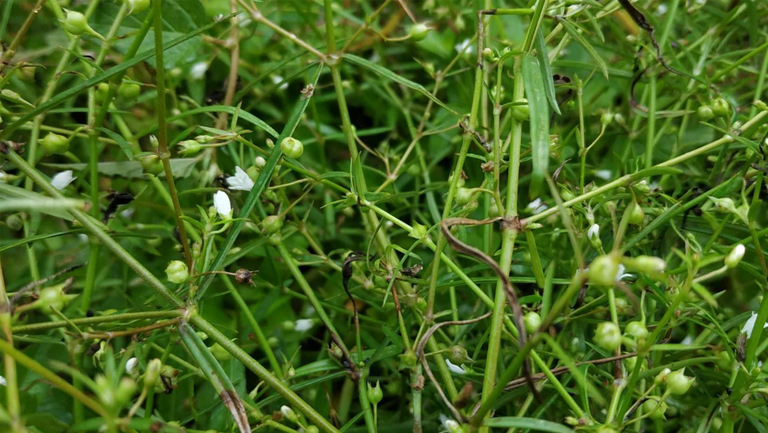 白花蛇舌草