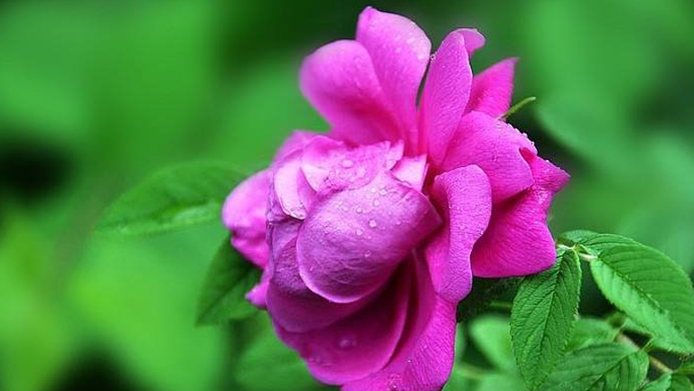 野玫瑰花