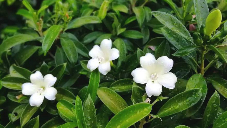 茉莉